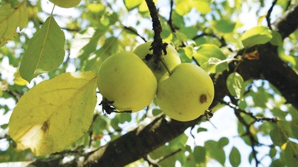 «نيويورك أبوظبي» تنجز دراسة بحثية حول تطوير محاصيل زراعية مستدامة