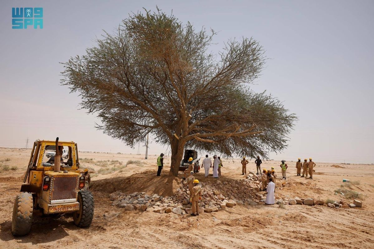 مركز «الغطاء النباتي» يعيد تأهيل شجرة طلح معمرة في الدوادمي