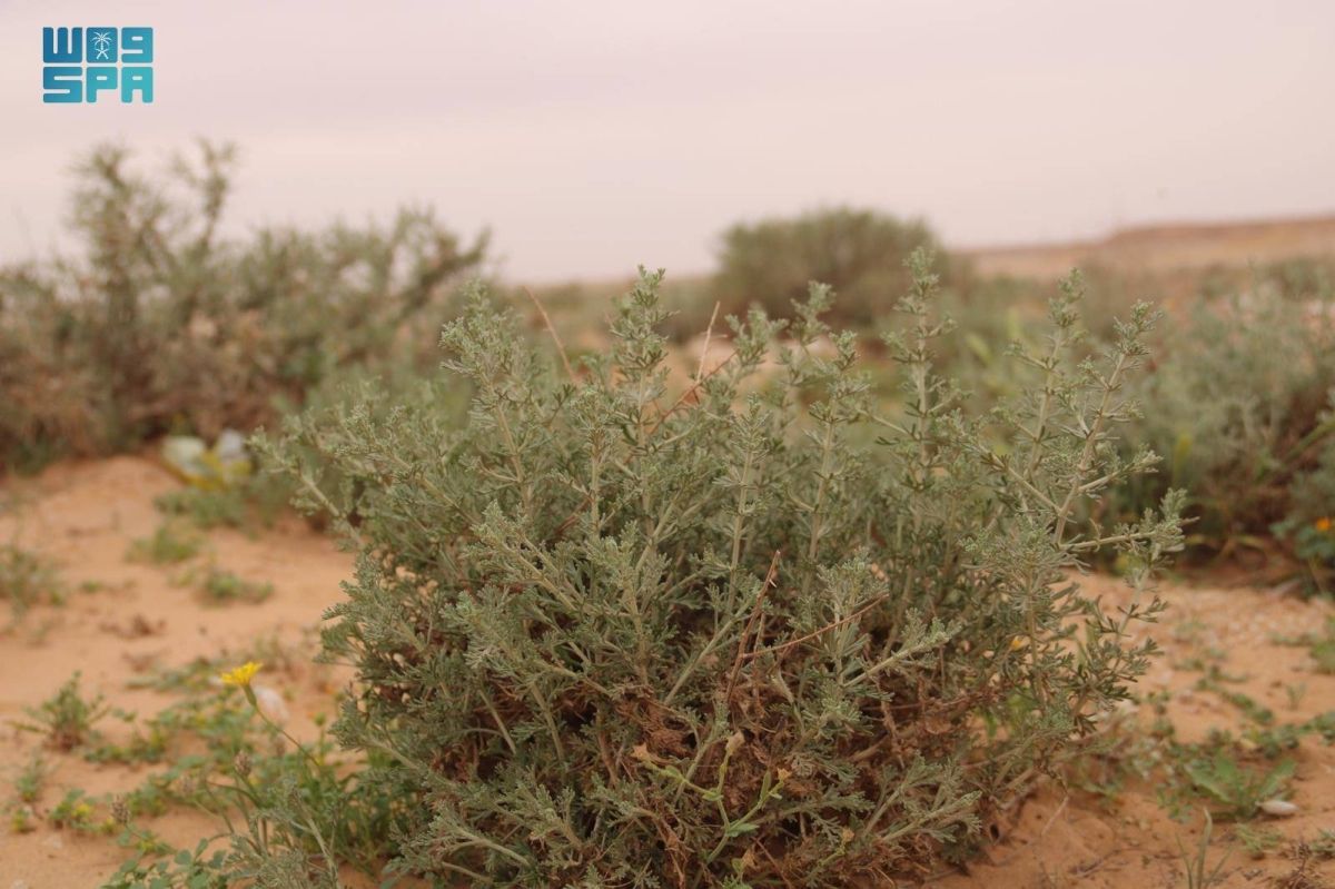 أم الأعشاب.. كنز بيئي متجدد يعزز تنوع الغطاء النباتي في براري رفحاء