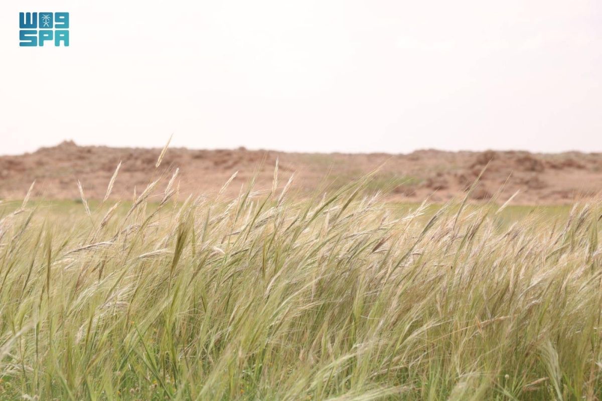 «سافانا الصحراء».. الصمعاء ترسم ملامح الحياة المتجددة وتعكس ثراء الغطاء النباتي