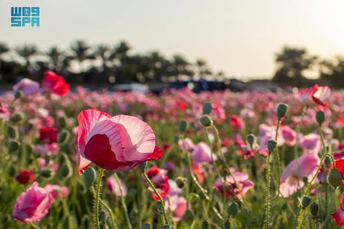 «الديدحان» يلون  صحاري الجوف بالأحمر ويعزز جاذبية الربيع الطبيعي