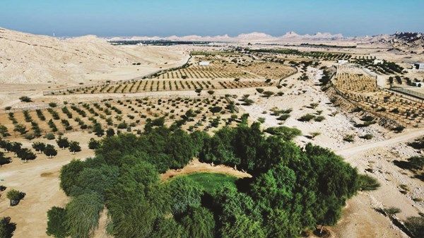 بلدية العين تستعرض مشروع تطوير أشجار الفواكه