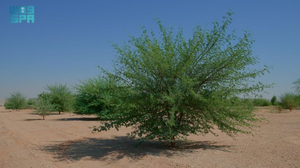 محمية الملك عبدالعزيز الملكية تؤهل +60% 
من أول مليون هكتار من أراضي الغطاء النباتي