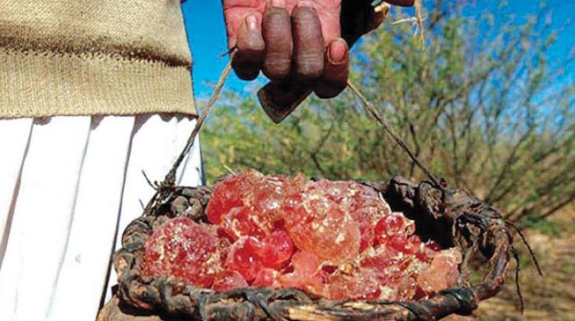 صمغ السودان يتآكل… 70% من الإنتاج يختفي وتهريب يغيّر خريطة التجارة