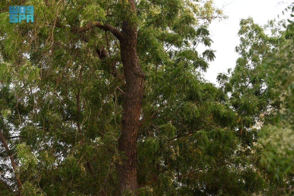 أشجار النيم في جازان.. 
ظلال تعزز الاستدامة وتدعم جودة الحياة