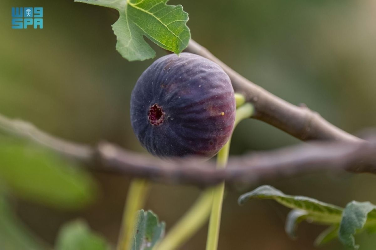 التين في جازان.. 
ثروة زراعية وفرص تحويلية تعزز القيمة الاقتصادية