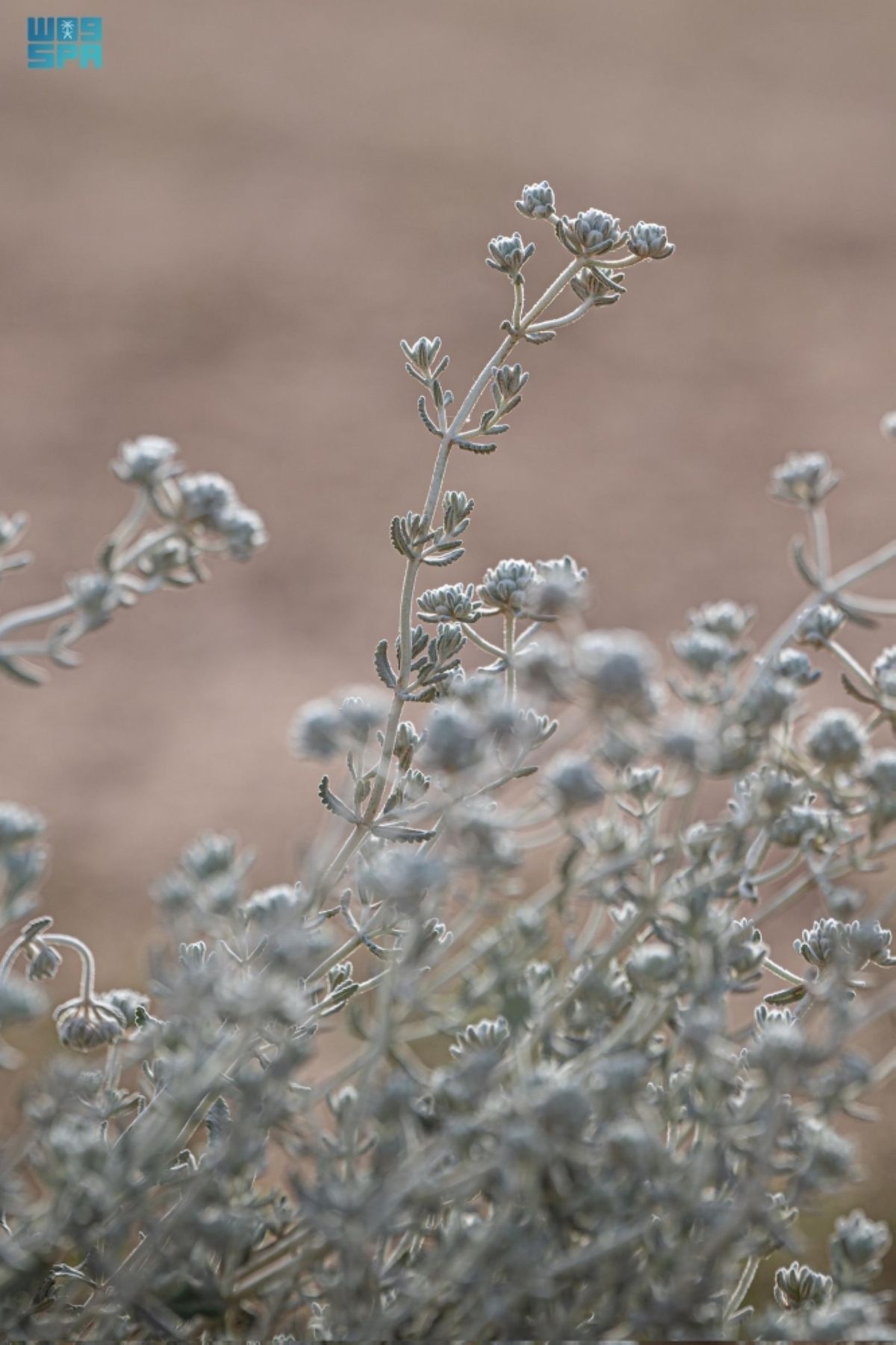 نبات «الجعدة» يبرز ثراء التنوع النباتي في الحدود الشمالية
