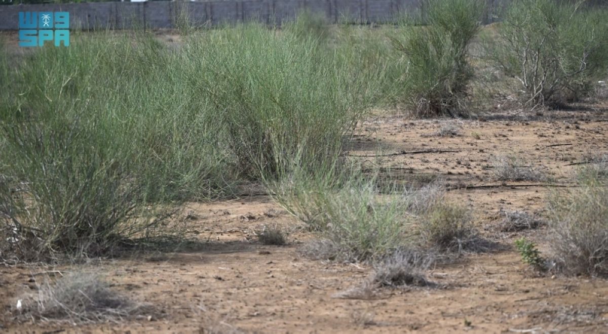 نبات المرخ.. مكون طبيعي 
في جازان يجمع بين القيمة البيئية والإرث الشعبي