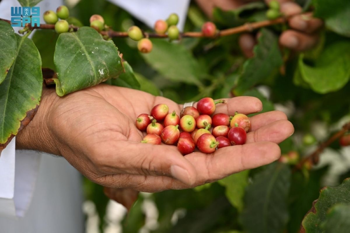 البن النجراني.. ركيزة استثمارية واعدة تدعم 
الأمن الغذائي والاقتصاد المحلي