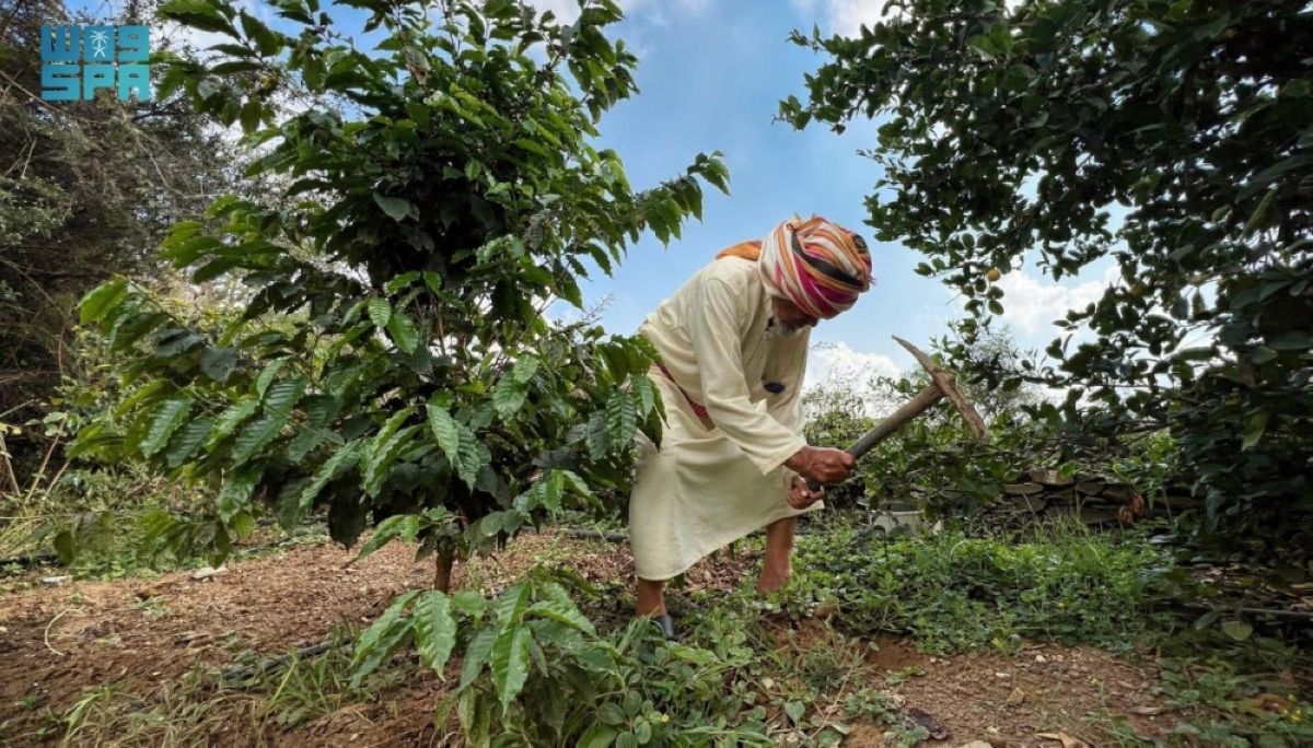 محصول البن في عسير يتجاوز 82 ألف كيلو ويتوسع زراعيا