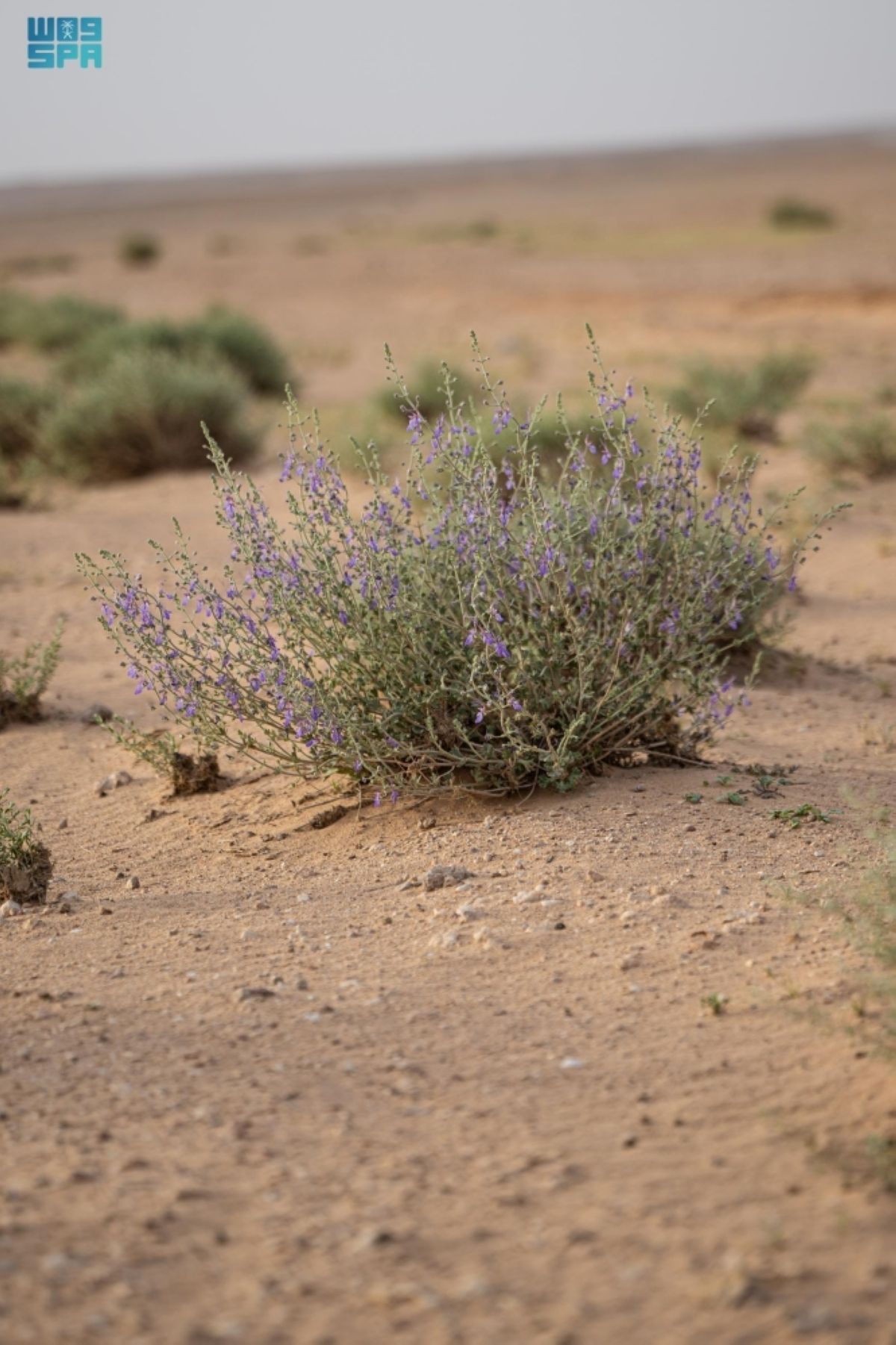 نبات «العهين» يرسم 
لوحة طبيعية في القرية جنوب شرق عرعر