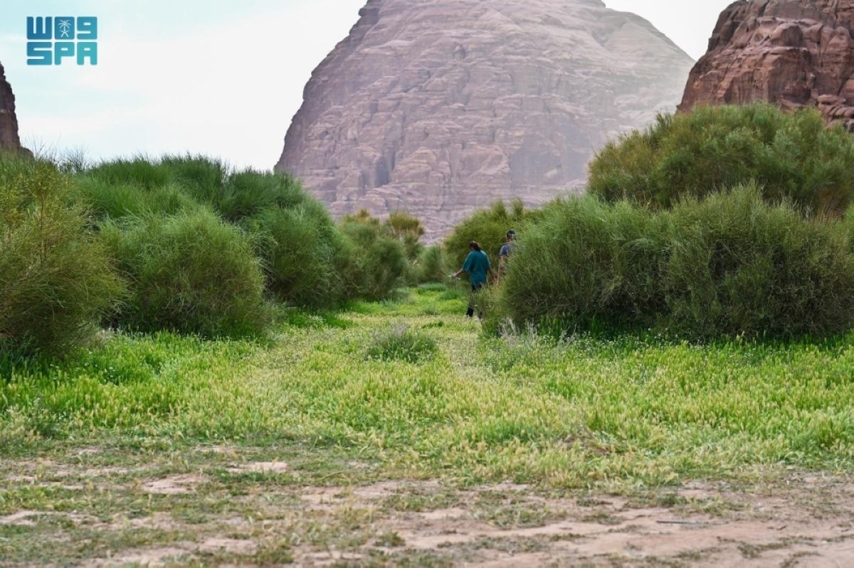 «النجيلة» فيضة ربيعية بمنطقة تبوك تجذب الأهالي والزوار
