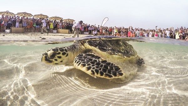 انطلاق موسم تعشيش سلاحف «منقار الصقر» في أبوظبي