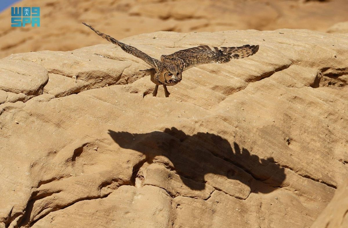 محمية شرعان الطبيعية في العلا تنتعش مع أمطار الربيع