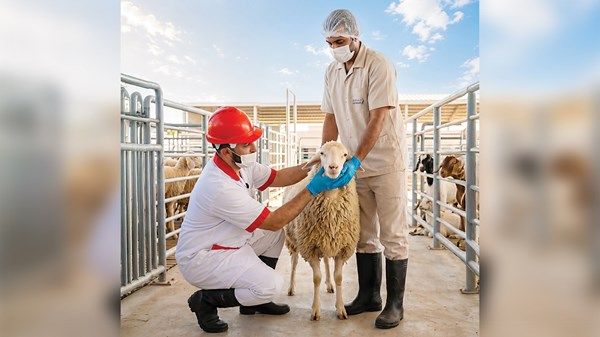 الدكتورة نسيم رفيع لـ«الاتحاد»: جاهزية كاملة لفرق بلدية دبي وخطط رقابية مكثّفة خلال عيد الأضحى