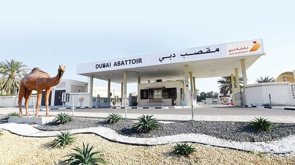 مقاصب دبي تستقبل آلاف الأضاحي