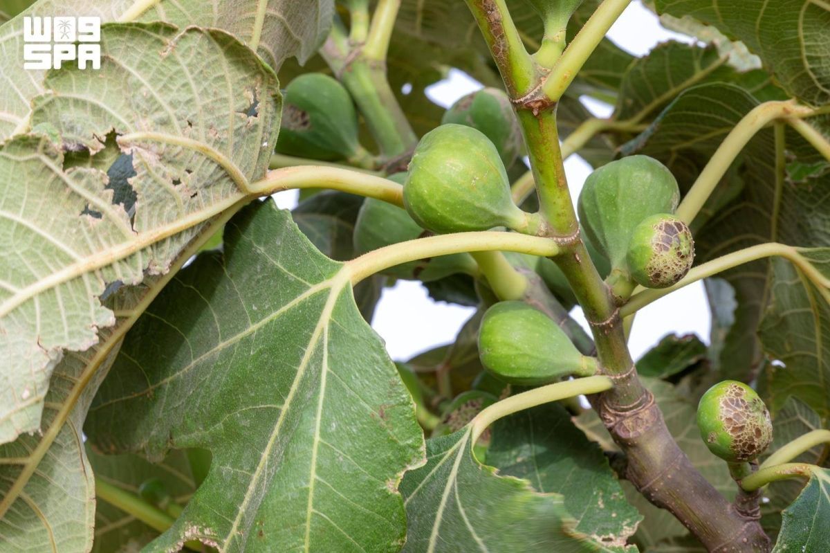 زراعة التين في الجوف تواصل نموها مع بدء مرحلة تكون الثمار في المزارع