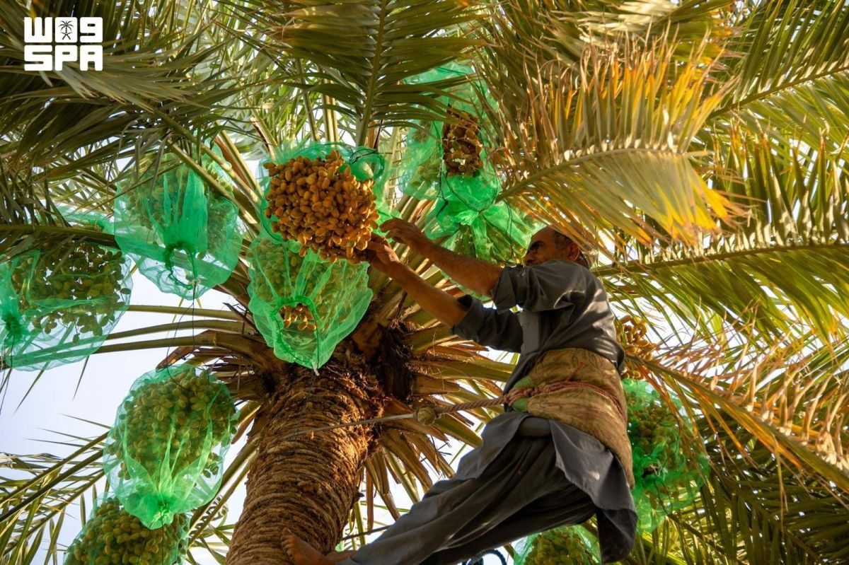بواكير «الرطب» بالأحساء.. وفرة وجودة المحصول بالأسواق