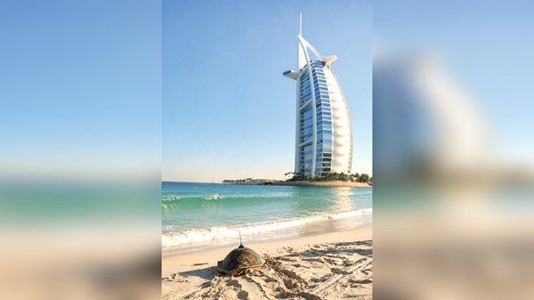«دبي لإعادة تأهيل السلاحف» يعيد 2350 سلحفاة لموائلها الطبيعية
