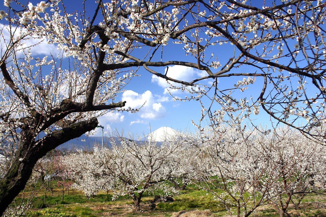 بستان من أشجار البرقوق في أوداوارا، محافظة كاناغاوا (© جمعية السياحة في محافظة كاناغاوا)