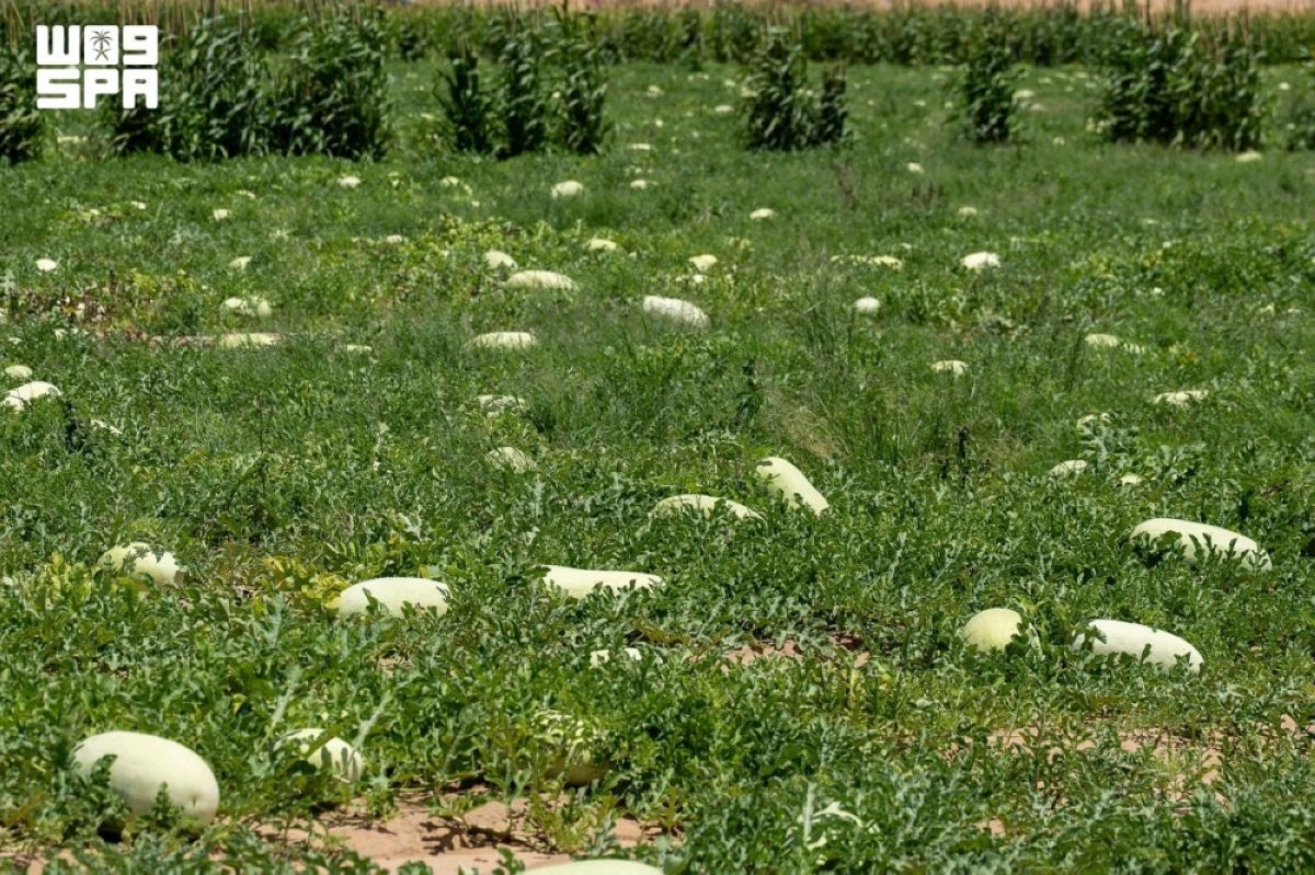 حقول الحبحب بالقصيم.. ثمار الصيف وحكاية عطاء زراعي متجدد