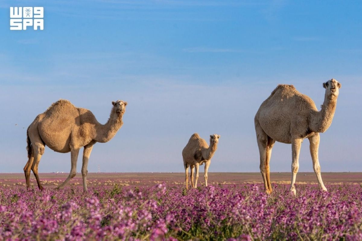 70 ألف رأس في الحدود الشمالية تجسد 
عمق الإرث الثقافي ودعم التنمية المستدامة