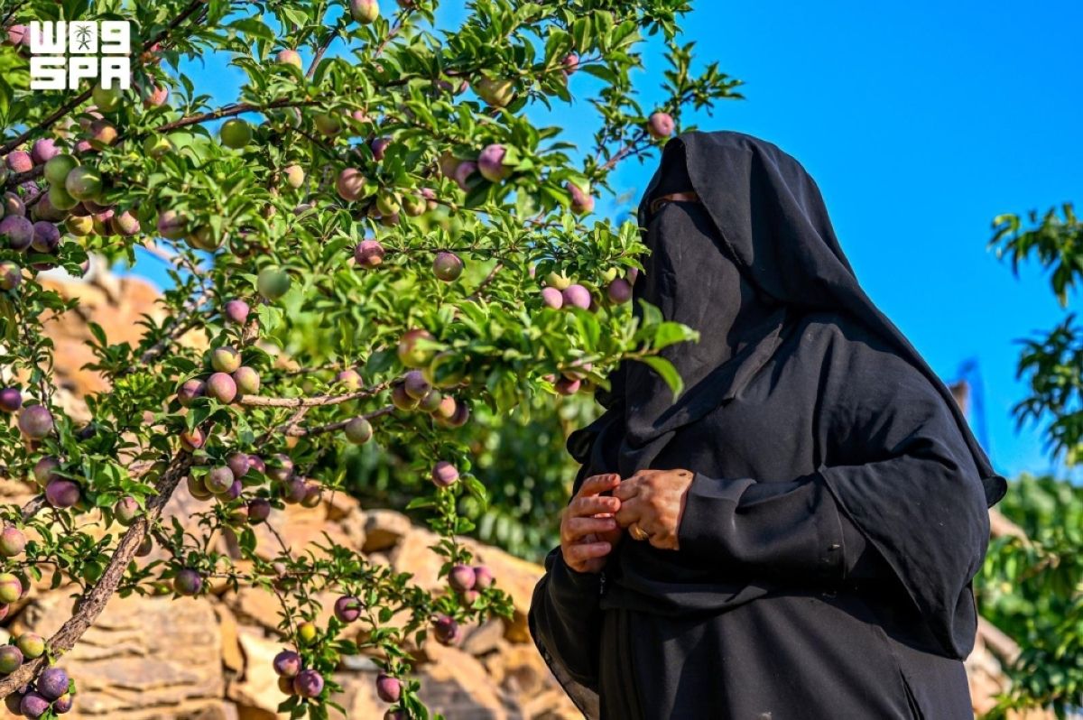 مزارع الفواكه الصيفية بالباحة.. وجهة جاذبة للزوار ورافد للاقتصاد المحلي