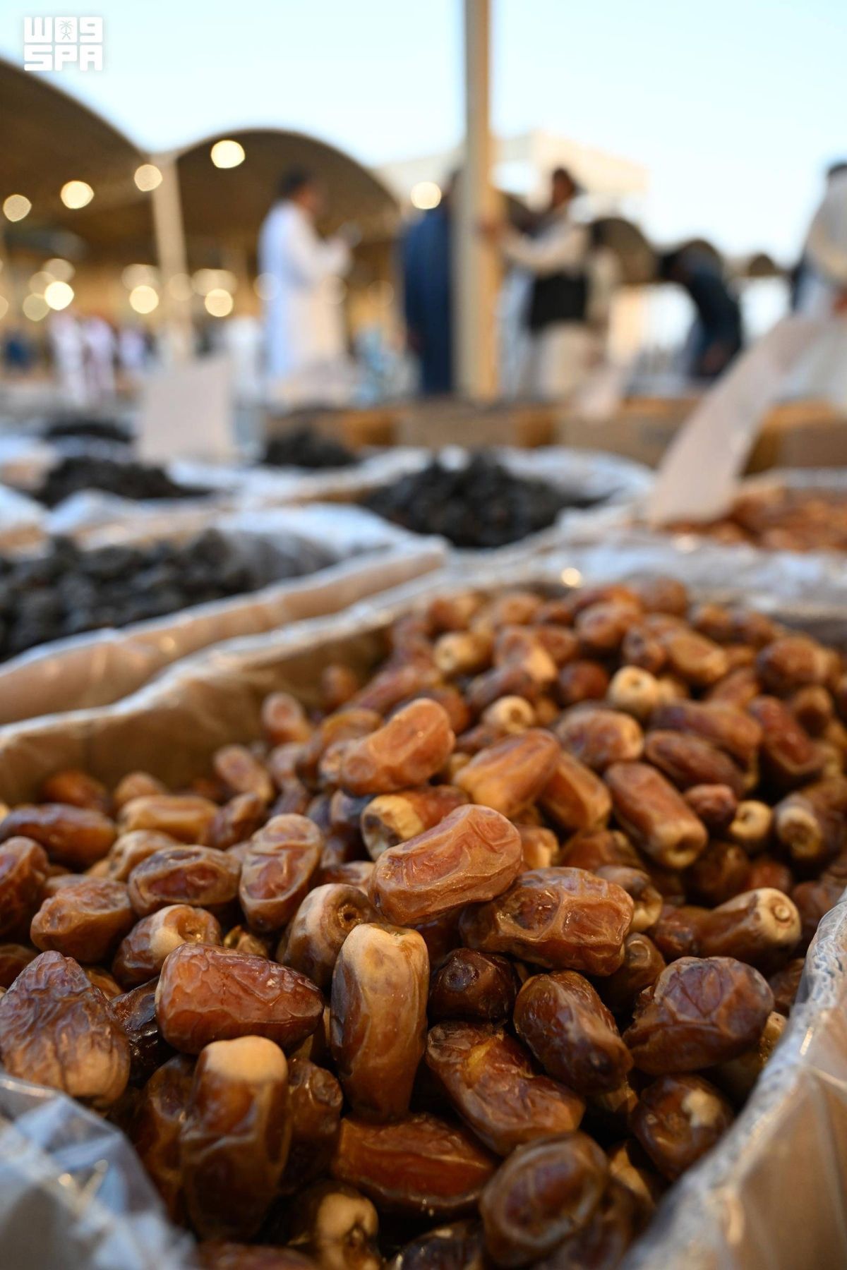 المدينة المنورة ثالث أكبر مناطق المملكة إنتاجا للتمور بـ344 ألف طن سنويا