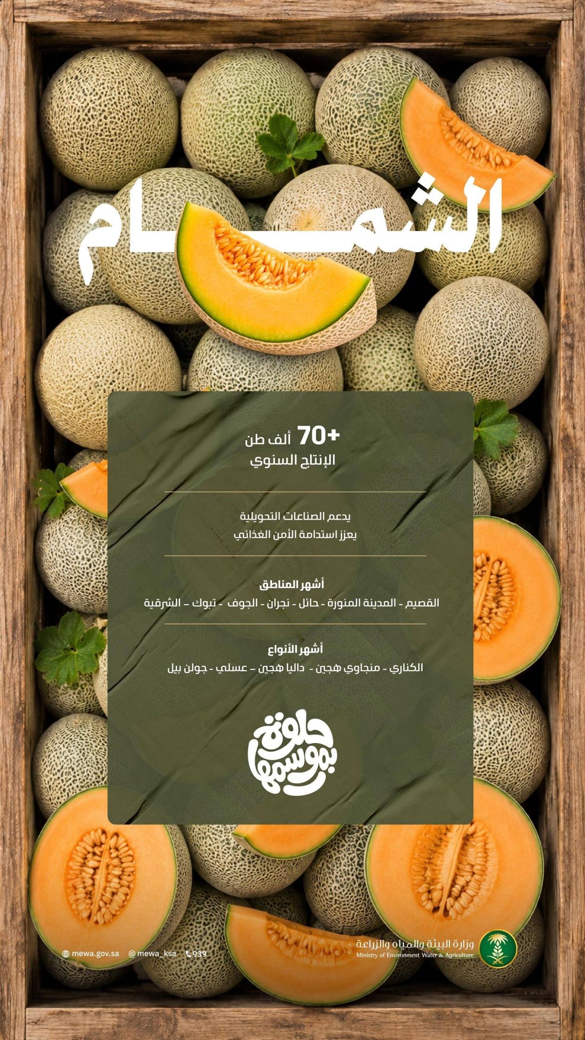 بإنتاج يتجاوز 70.5 ألف طن.. الشمام المنتج محليا يغذي أسواق المملكة بأجود الأصناف