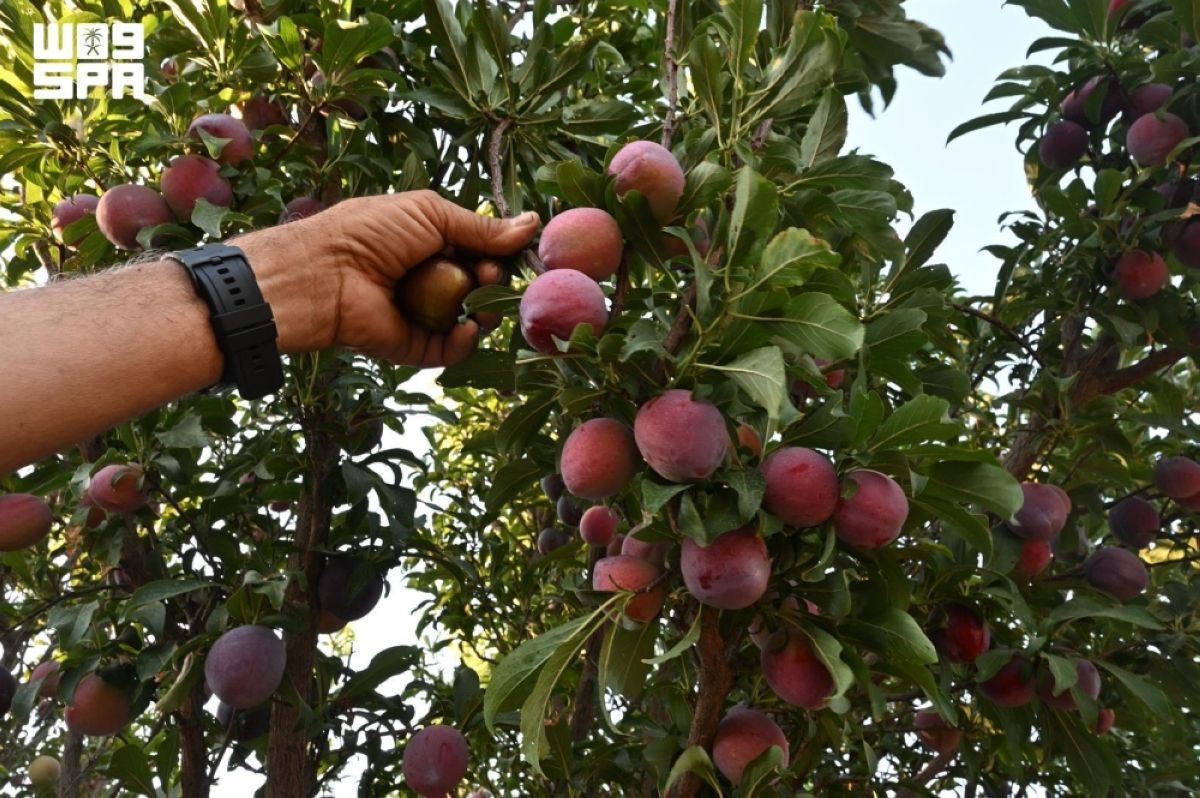 أكثر من مليون شجرة لوزيات بتبوك تفتح موسما زراعيا غنيا بالفواكه