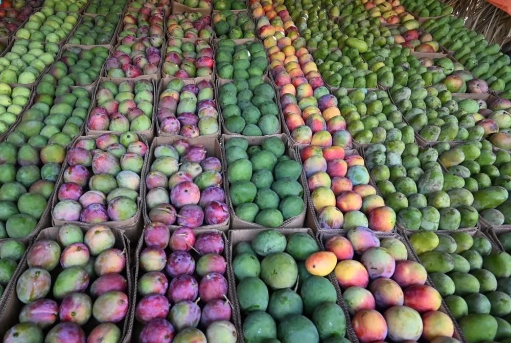 أخبار من السعودية.. موسم المانجو يرفع النشاط الزراعي ويضخ 31 ألف طن بالأسواق