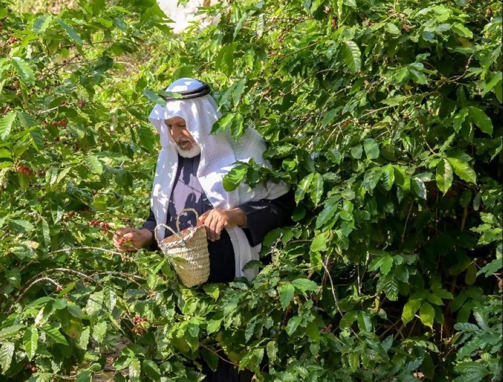 أخبار من السعودية.. "ريف السعودية": تنفيذ 5 مشاريع تنموية بقطاع البن في جازان وعسير والباحة