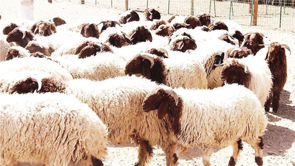 السماح باستيراد 4 أنواع من المواشي الحية القادمة من موريتانيا
