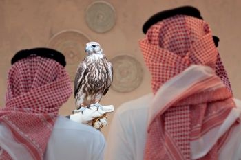 أخبار من السعودية.. مركز الملك سلمان للإغاثة يواصل دعم الأمن الغذائي في قطاع غزة