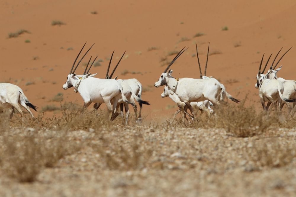 أخبار من السعودية.. محمية عروق بني معارض.. إنجازات 5 أعوام تعزز مكانتها بين الأبرز عالميا
