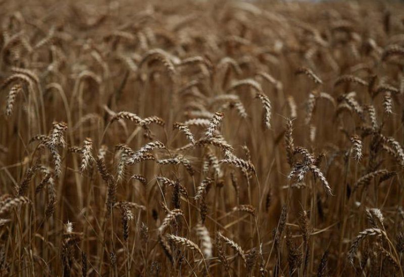 تحسن محصول المغرب يهدد صادرات القمح الفرنسية