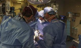 الامارات | سابقة طبية.. زراعة كلية خنزير لمصاب بفشل كلوي بولاية ماساشوستس