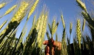 مركز المناخ يحذر من رى القمح والفول البلدى والشمر والكراوية بسبب الطقس