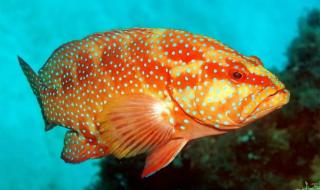 "البيئة" تحظر صيد أسماك الناجل والطرادي على البحر الأحمر 