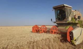 برامج لتحسين إنتاجية القمح والشعير