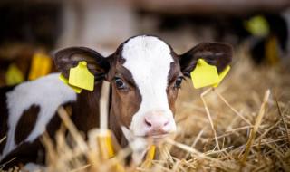 "البيئة" تطرح فرصة استثمارية لتربية الأبقار بالقنفذة