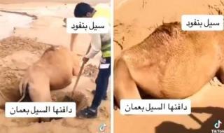 تراند اليوم : شاهد .. سيول عمان تدفن ناقة في الرمال وسط محاولات لإنقاذها