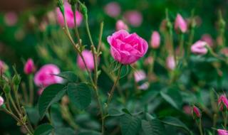 بيئة مكة: تطوير صناعة الورد الطائفي واستخراج 80 منتجاً منه