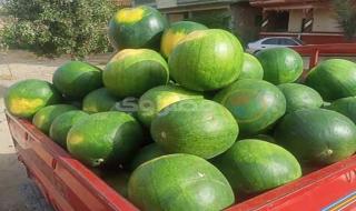 الزراعة تكشف عن سبب "بياض" البطيخ من الداخل