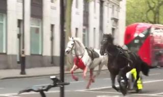 خيول الجيش البريطاني تركض وسط لندن وتحدث إصابات