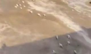 تراند اليوم : شاهد: سيول منقولة تجرف عدد كبير من الأغنام في محافظة أضم