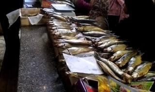شعبة الأسماك: ارتفاع أسعار الرنجة والفسيخ قبل أيام من شم النسيم