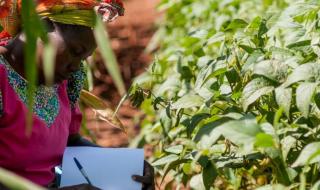 الأمم المتحدة تعلن 2026 عامًا دوليًا للمرأة المزارعة