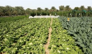 «الزراعة والسلامة الغذائية» تدعو لاتباع ممارسات السلامة بعد التقلبات الجوية