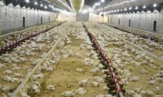 بورصة الدواجن اليوم.. أسعار الفراخ البيضاء اليوم 20 أكتوبر 2024